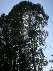 17242036