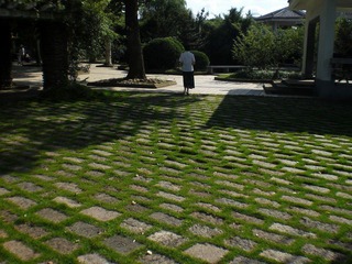 条格芳草.JPG