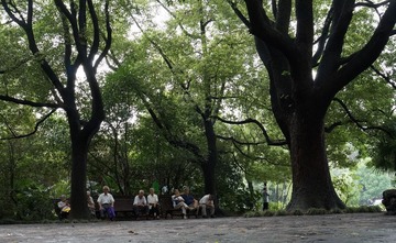 百年樟树