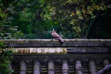 青羊宫 (108)