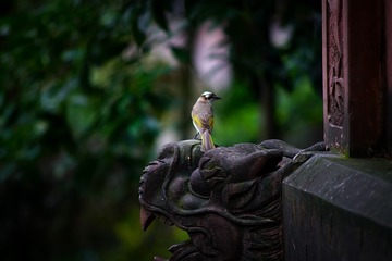 青羊宫 (115)
