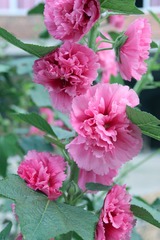 照片 012.jpg