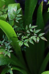 DPP_019.JPG