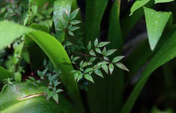 DPP_029.JPG