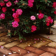 IMG_0010.JPG