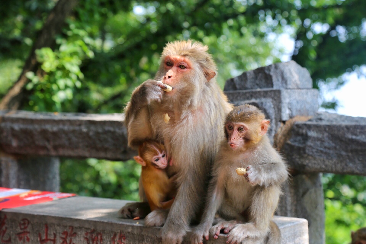花果山的猴子