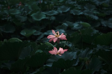 381FF62D-7782-4CBC-BFFF-75C5CC888687/L0/001