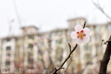 花 家属院