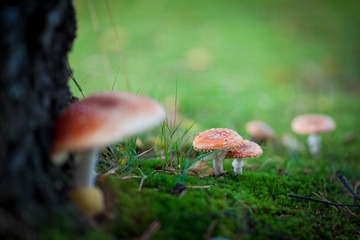 _MG_4372.jpg