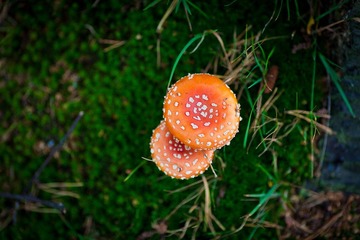 _MG_4368.jpg