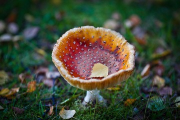 _MG_4398.jpg