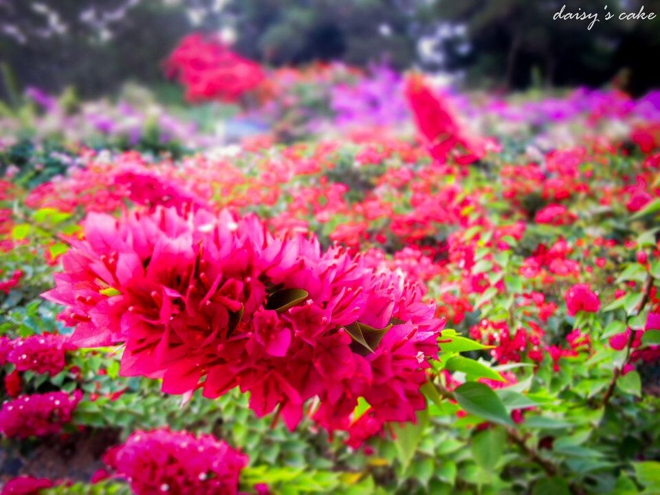 花海<br />
微缩景观模式