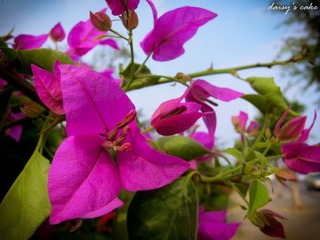 IMG_1539.jpg