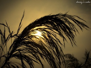 IMG_1550.jpg