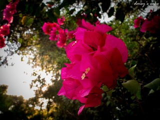 IMG_1688.jpg