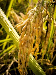 IMG_1866.jpg