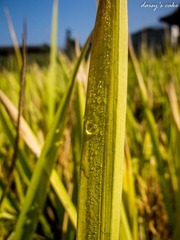 IMG_1875.jpg