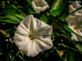 IMG_1877.jpg