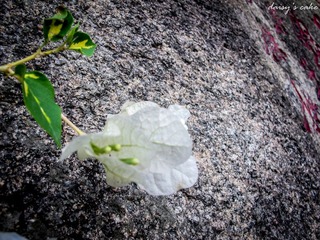 IMG_2116.jpg