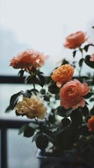 15BB1B4F-4086-4D64-AE32-7118BBF75EA5/L0/001