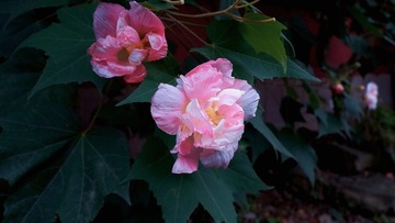 527069EF-AB73-4769-A33C-B614579F8EA6/L0/001