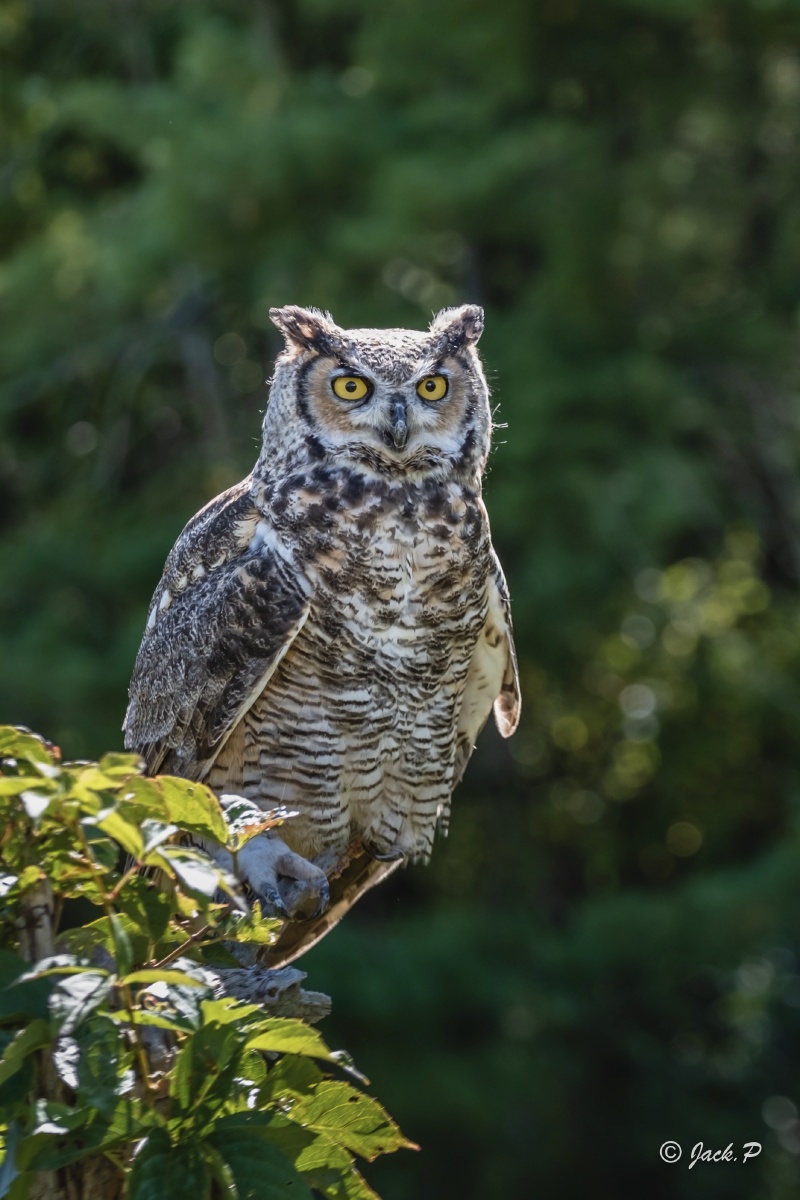 猛禽系列1大雕鸮中文学名美洲雕鸮拉丁学名bubovirginianus英文名称