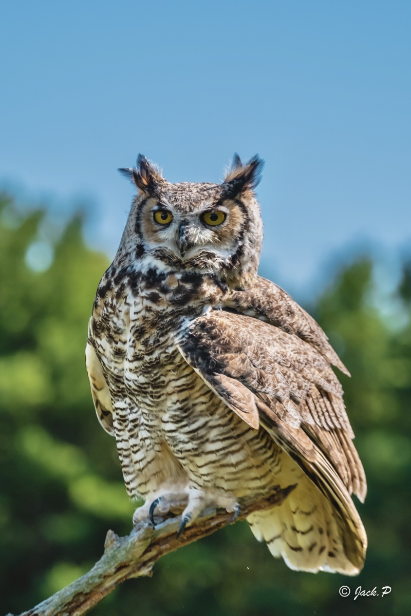 猛禽系列1大雕鸮中文学名美洲雕鸮拉丁学名bubovirginianus英文名称