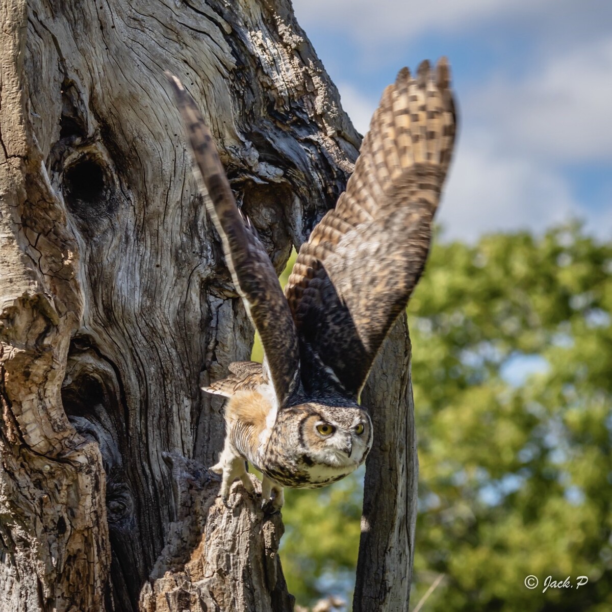 bubo virginianus 英文名称,great horned owl 大雕鸮是北美洲分布最