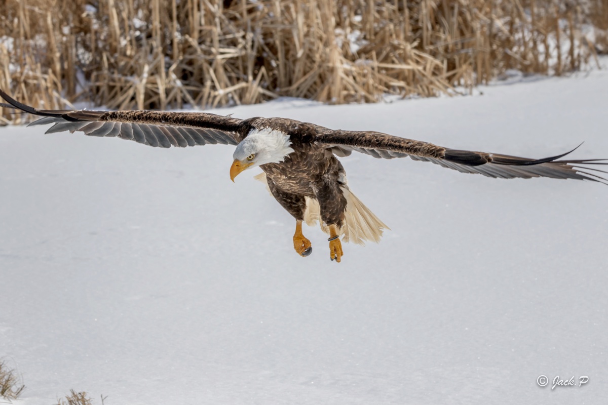 白头海雕学名haliaeetusleucocephalus也叫白头鹰美国国鸟拍摄于