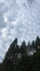 1000012238