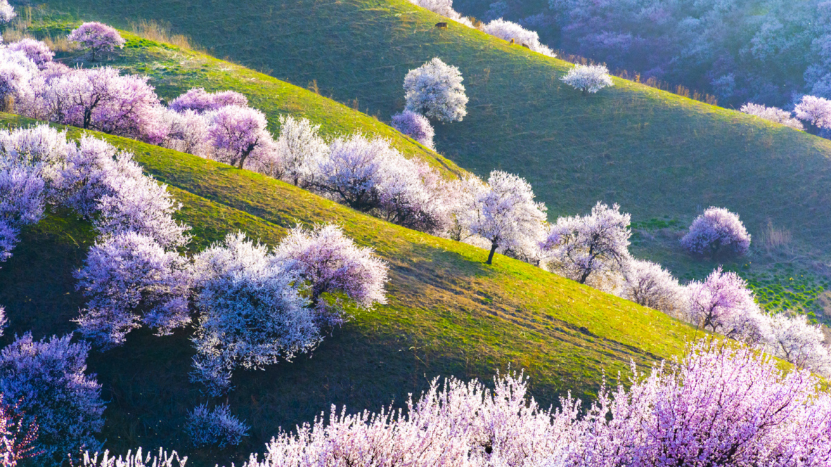 伊犁吐尔根杏花沟