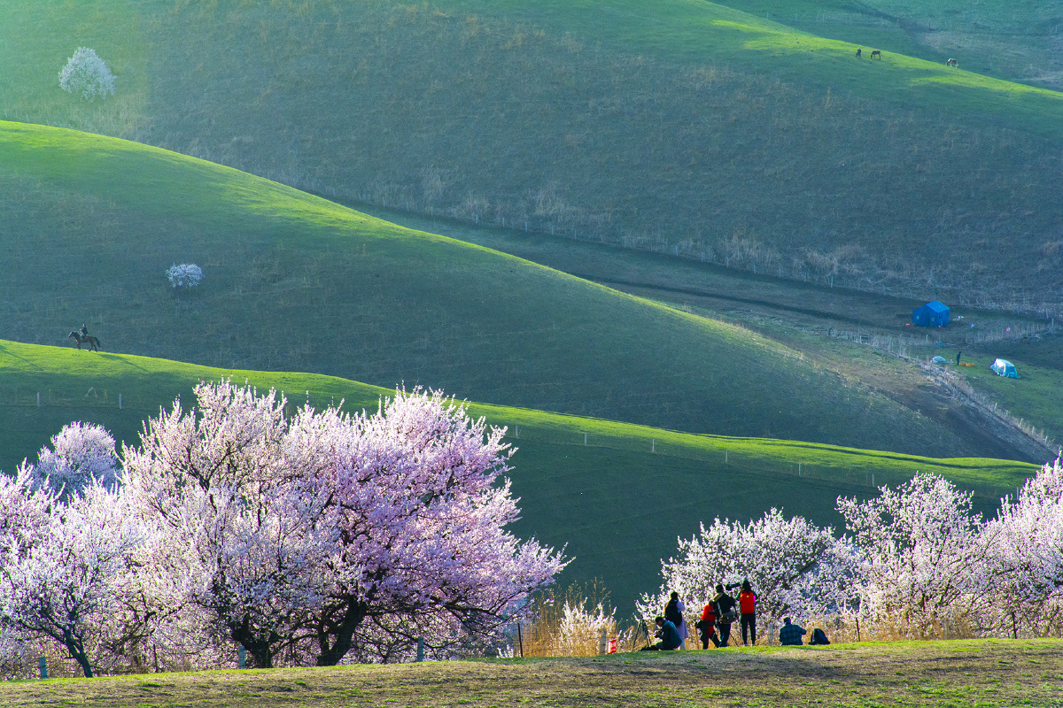 伊犁吐尔根杏花沟