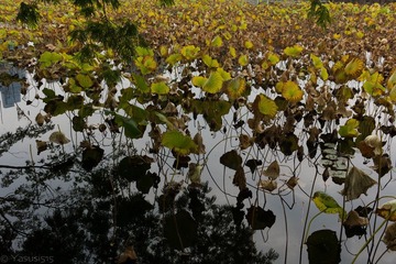 L1002532555.jpg