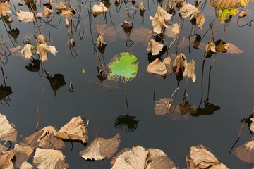 L1002533555.jpg