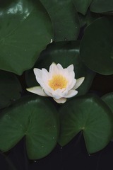 C24C15F3-E24E-45BA-BD39-2D92B0EA2361/L0/001