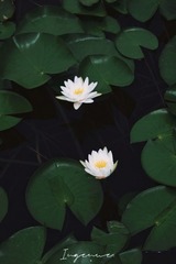 2D7D883F-1B29-40FF-A1FE-42C6FA572666/L0/001