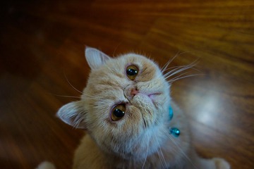 DSC01796-71-1.jpg