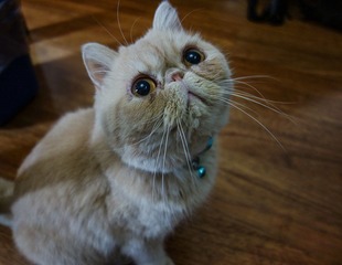 DSC01800-73-3.jpg