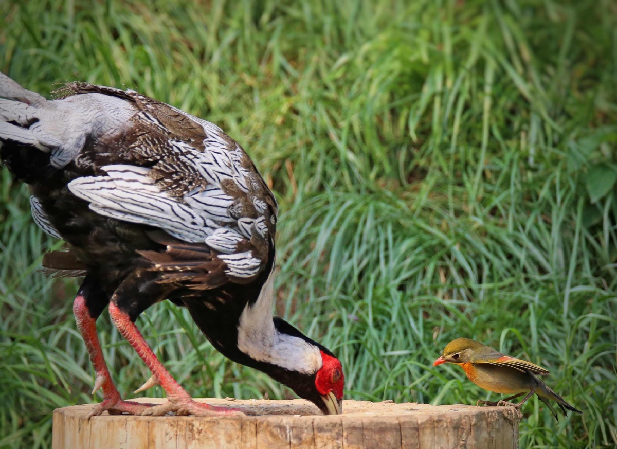 大鸟啄食小鸟瞧
