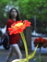 镜花缘