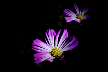 格桑花开