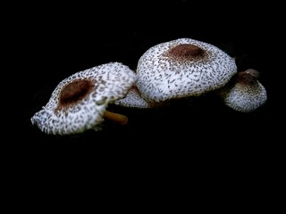 野生菇