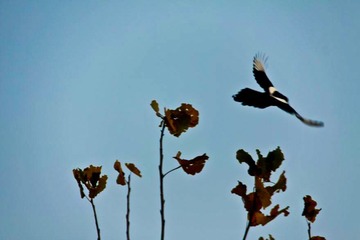 IMG_2581展翅翱翔.jpg