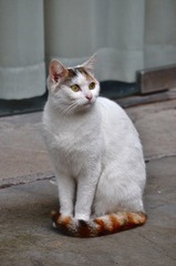 徐家汇的猫猫.jpg