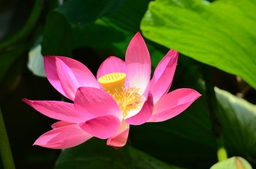 DSC_7050.JPG