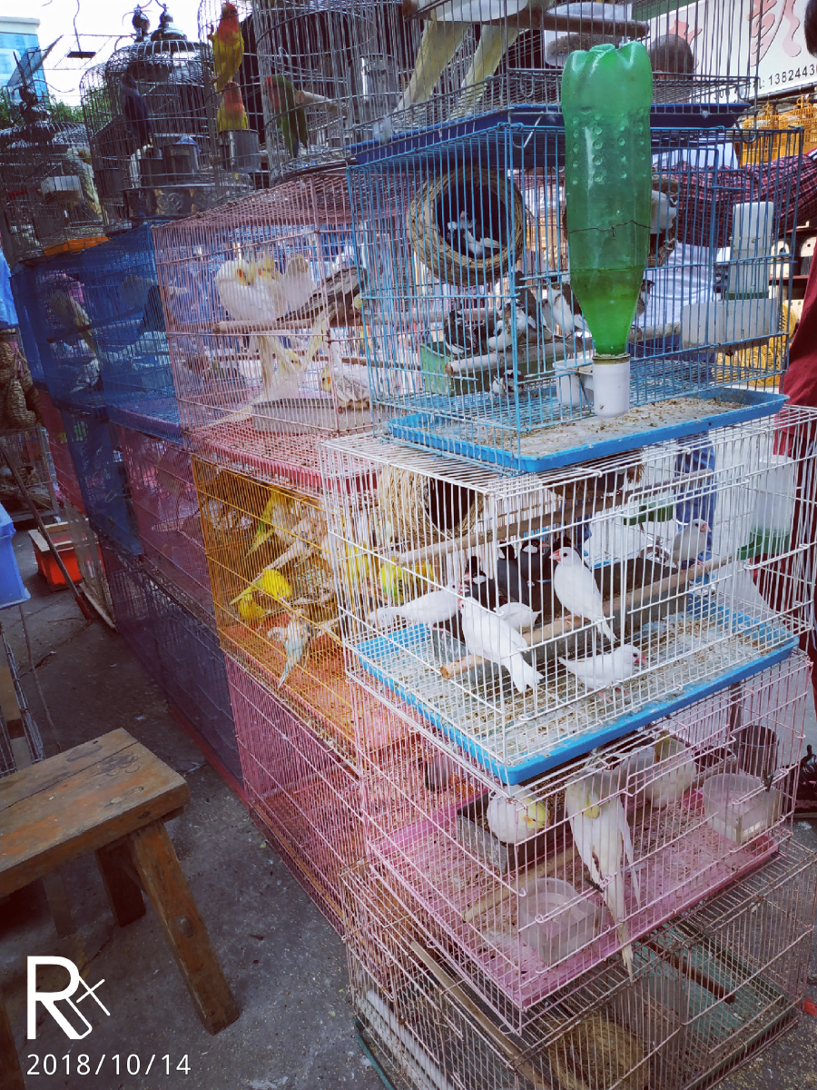 广州花地湾花鸟鱼虫市场