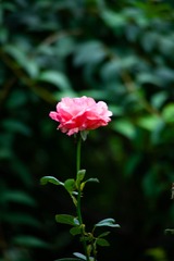 CBC1B0A3-8CBE-454C-930E-550E63E56CF7/L0/001