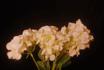 E4C5C2E9-6FF5-4F9E-9B1D-A961229A234D/L0/001