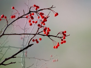 冬季红果