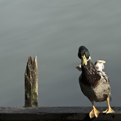 _1270026.JPG